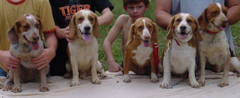 Beagle dating site